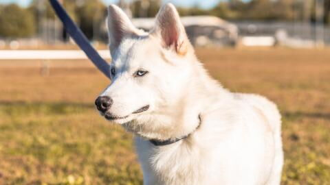 Rescue’s heartbreak as this sweet dog who ‘enjoys doggy yoga’ struggles to find a new home