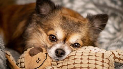 The World’s Ugliest Dog suffered untold abuse and was the 'least likely to be adopted’