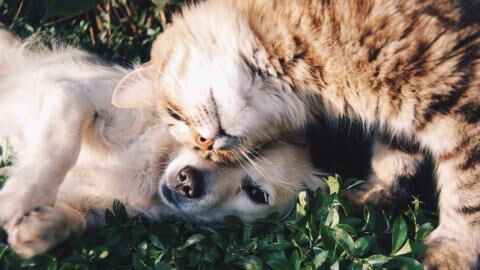 A dying dog's final cuddles with his feline 'best friend' will leave you in tears (VIDEO)