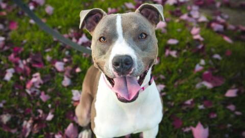 This heartbroken dog had to be left behind after its owner got terminally ill