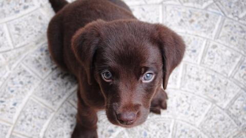 This puppy was found ‘covered in maggots’ and unable to walk (VIDEO)