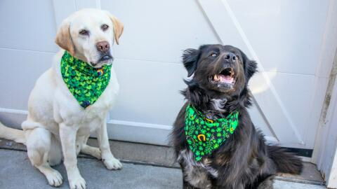 Hearts melt as these long-lost dogs reunite and share a long kiss after weeks apart (VIDEO)