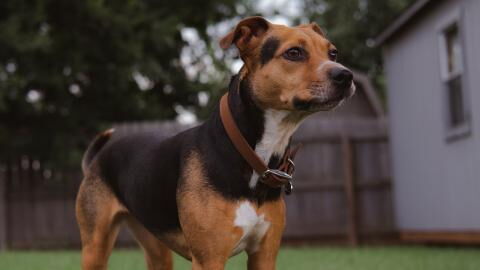 Rescue’s agony as this starved dog was 'dumped like rubbish' in a shopping bag