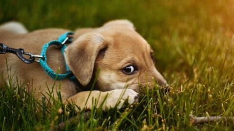 This abandoned dog waited for his cruel owners for weeks without realising they dumped him