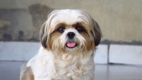 This sweet new mama dog was dumped on the streets in pain and lost an eye