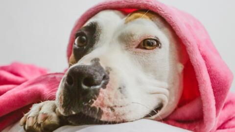 A dog 'bred to the point her body was falling apart' was dumped by a pet store (VIDEO)