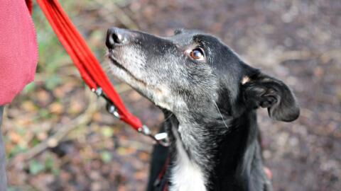 A unique dog with no nose spends five years in kennels as no one wants him