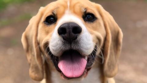 This dog was left to die after it was shot, causing it to lose its leg