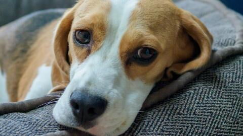 Shelter’s heartache as this dog grew too big for his family and was returned