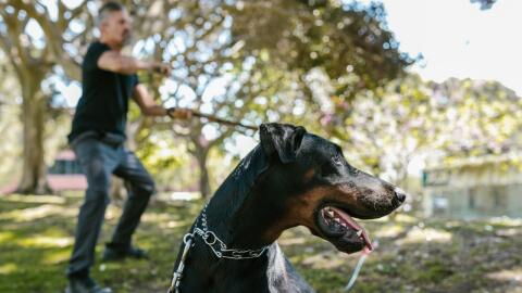 Are you not your dog’s favourite? Here is how to win your pet’s heart