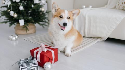 5 top Christmas gifts under £10 that will be perfect for dog owners