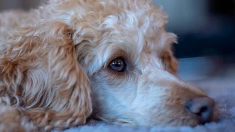 This dog has to eat meals in a baby chair, and it’s not for fun (VIDEO)