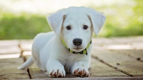 This extremely emaciated dog was abandoned in a cage in the freezing cold