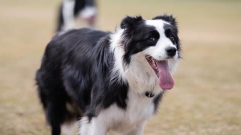 Lost dog gets cuddles as a 'reward' for handing itself into a police station (VIDEO)