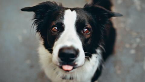 This loving dog was abandoned with a heartbreaking note, you won’t believe what it says