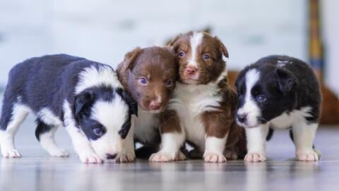 Shock as four unwanted puppies were dumped over his garden wall