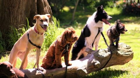 The trendiest dog names of 2022 are revealed, and you won’t believe what’s in first place