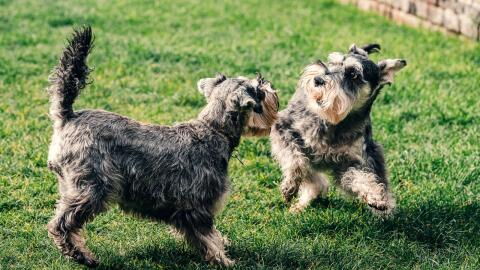 Heartbreak as these tiny helpless dogs could barely see when they were dumped in a field