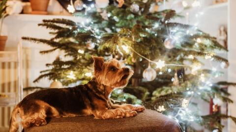 5 best Christmas gifts for your dog that are under £15