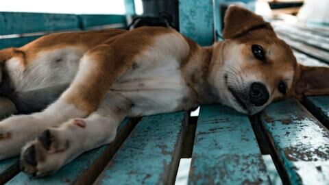 This starving pregnant dog was abandoned in a field and left to survive for days on her own