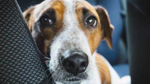 Heartbreak as a dog was found dying in a house littered with rubbish, faeces and drug sharps