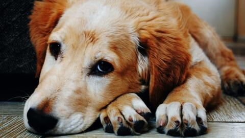 This sweet dog was left heartbroken after its owner tragically died