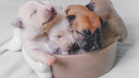 Heartbreak over a litter of six starving puppies found abandoned in a drain