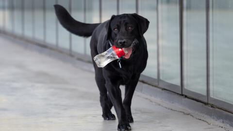 A passenger dumped his puppy at the airport but then something unexpected happened