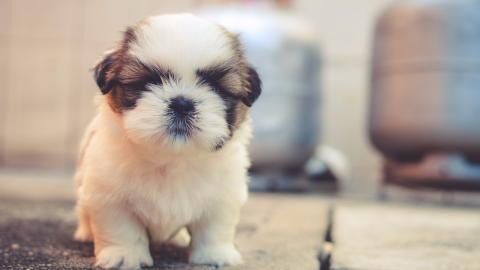 Outrage as a 3-days-old puppy and its mum were dumped under a bush