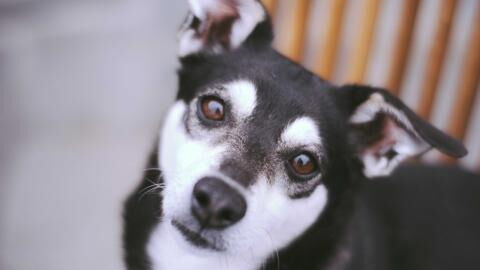 This abandoned dog with a quirky ‘smile’ melted hearts online