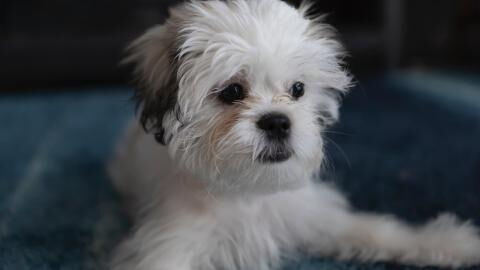 Nearly a hundred starving and abused dogs were rescued from a single house