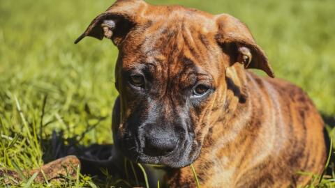 Shelter’s heartbreak over an injured and suffering dog dumped on a festive night