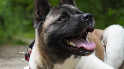 A frightened dog was tied to a park bench overnight and dumped by its cowardly owner