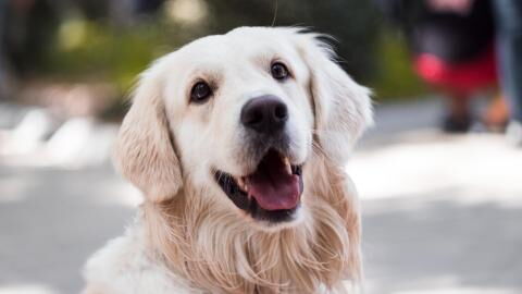 This unwanted dog went through 14 failed adoptions, leaving shelter's staff in tears