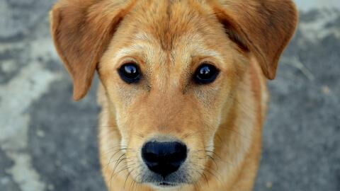 An abandoned dog with a heartbreaking note was found wandering the streets