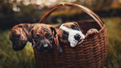 Heartbreak as dying puppies were dumped on a playground for children to play with