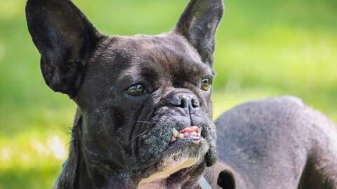 This unwanted dog was abandoned twice and is looking for a home again, but there's a catch