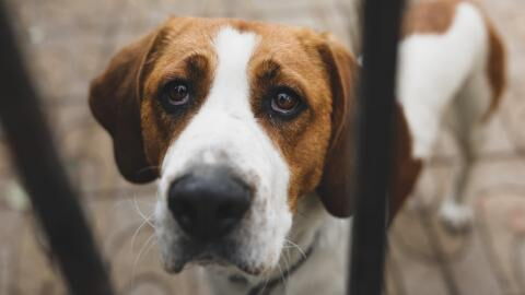 Heartbreak as a dog was cemented into the sidewalk and left to die