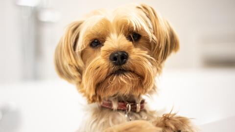 Animal shelter was left heartbroken over an abandoned underweight dog no one wants to adopt