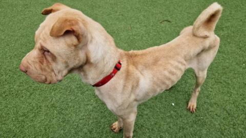 Shelter’s plea over a ‘very timid’ dog that was nearly starved by its owners
