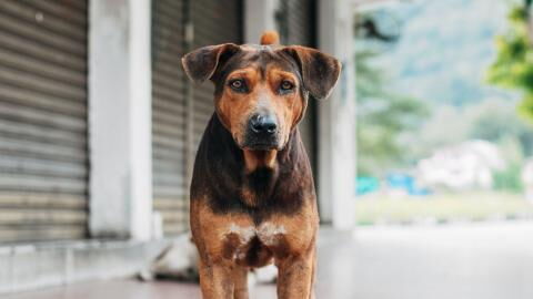 Heartbreak over an abandoned dog that was once a ‘much-loved pet’