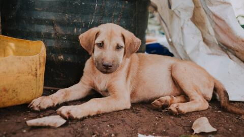 Police heartbroken as they find 18 neglected puppies in 'the worst condition ever seen'