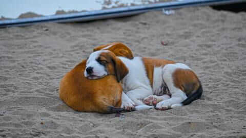 Heartache as two frightened dogs were dumped on the train track