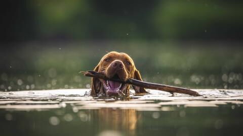 Police were left in shock after four dogs were weighed down and thrown into the pond to die