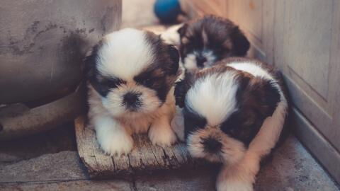 Three newborn puppies were boxed and heartlessly dumped by the canal