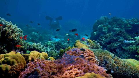 Climate change: A tiny marine predator that could help fight climate change has been discovered