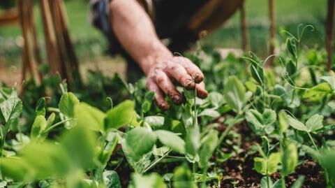 Vegan: Town to only offer plant-based meals, the first in Europe to sign Plant Based Treaty