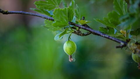 Gooseberry: This secret ingredient is the ultimate Ayurvedic solution for hair problems