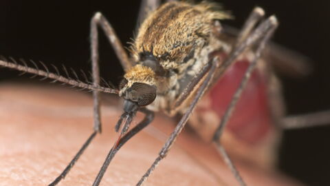8 Simple Reasons Why You Get Bitten By Mosquitoes More Than Other People
