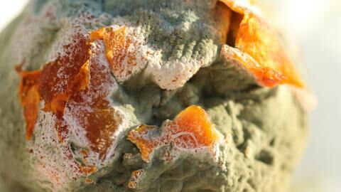 Food Shortages: These are the mouldy foods you can eat